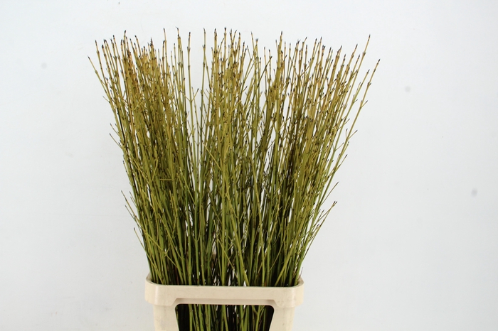 <h4>CORNUS FLAVIRAMEA GEEL 120CM</h4>