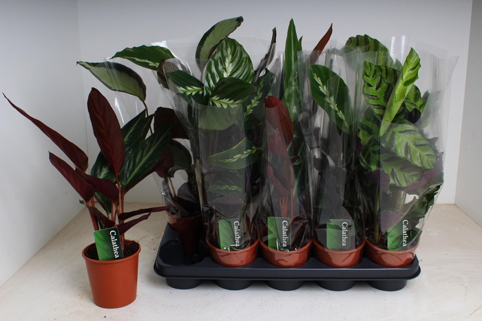 <h4>CALAT GEM 3 SRT</h4>