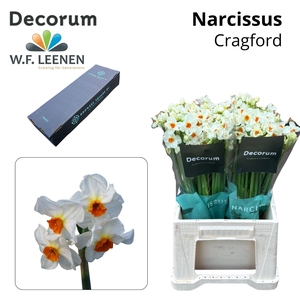 Narcissus Cragford Small Box 100
