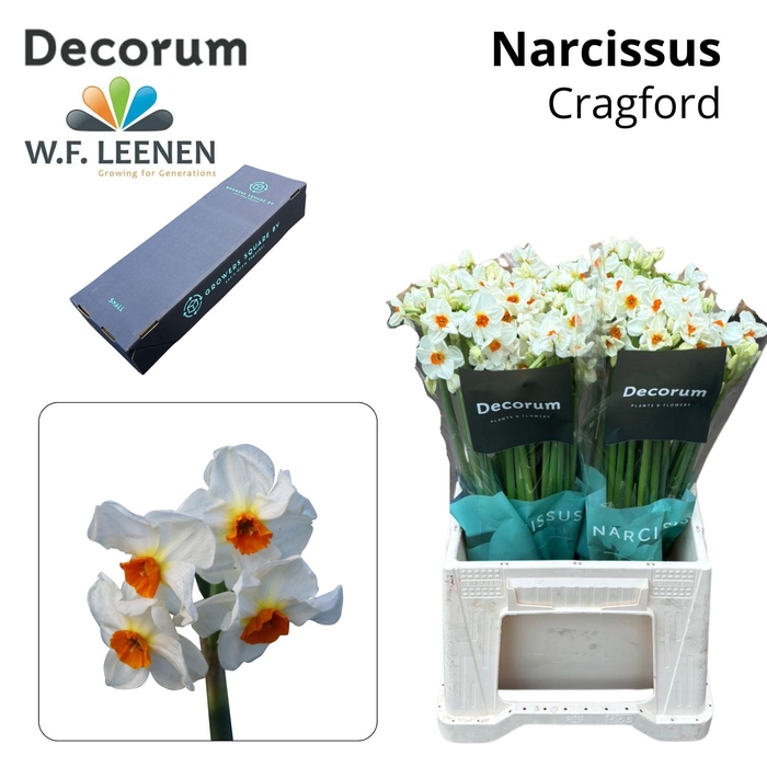 <h4>Narcissus Cragford Small Box 100</h4>