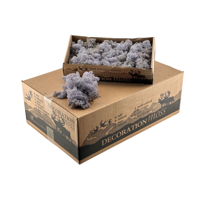 Ijslandsmos Lavender