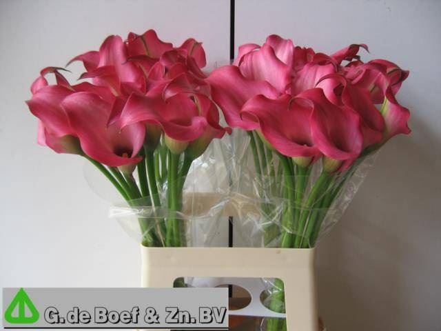 <h4>Calla Zazu</h4>