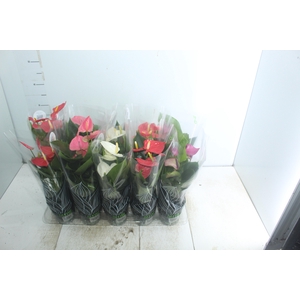 ANTHURIUM VARIADO P12