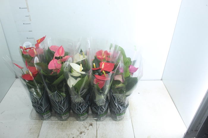 <h4>ANTHURIUM VARIADO P12</h4>