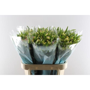 Alstr Fl Pink Paradiso