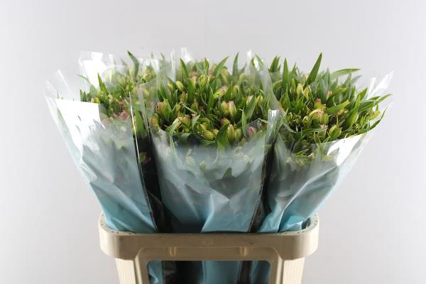 <h4>Alstr Fl Pink Paradiso</h4>