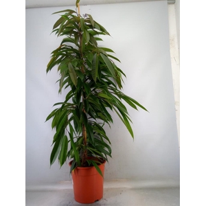 Ficus binn. 'Amstel King'