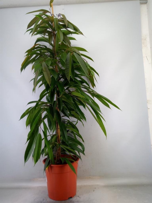 <h4>Ficus binn. 'Amstel King'</h4>