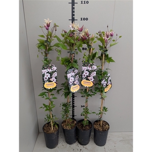 Clematis PRINCESS KATE 'Zoprika' PBR & PP