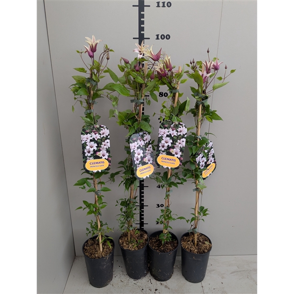 <h4>Clematis PRINCESS KATE 'Zoprika' PBR & PP</h4>