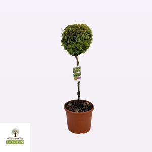 Buxus sempervirens Uno bol S