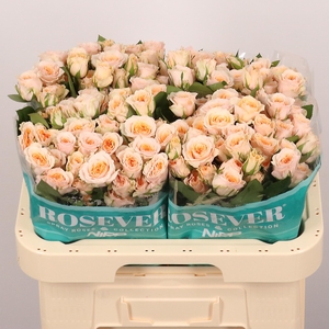 R TR BRIDAL ROSEVER