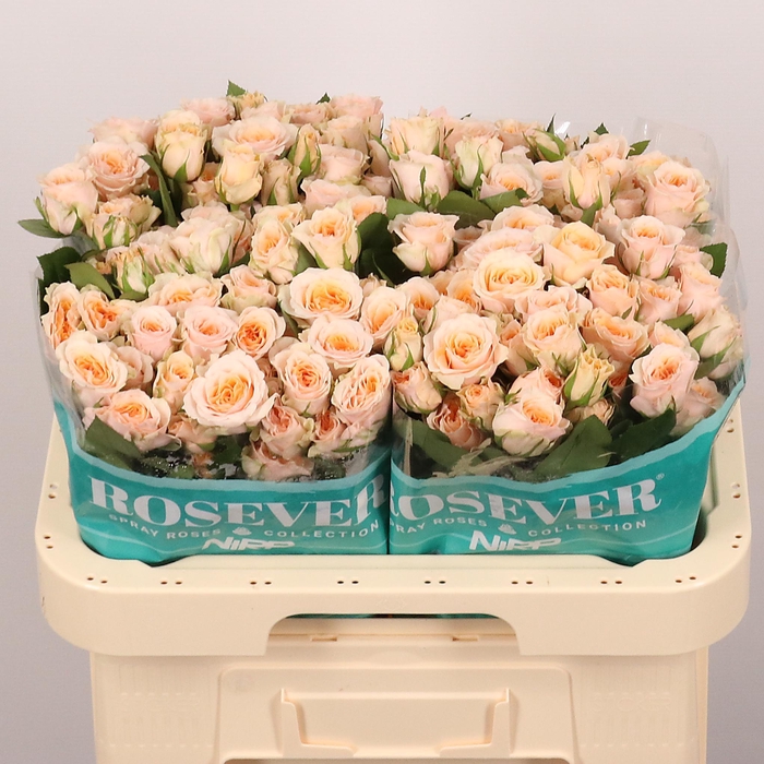 <h4>R TR BRIDAL ROSEVER</h4>