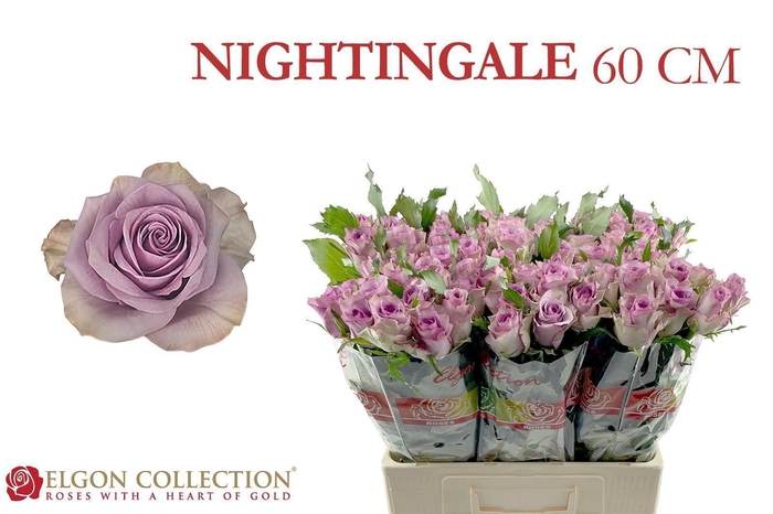 <h4>R GR NIGHTINGALE!</h4>