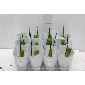 HYACINTHUS P09 BRANCO