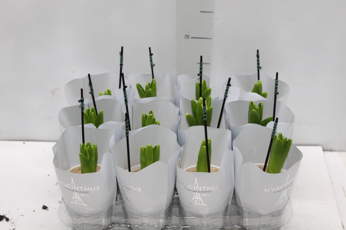 <h4>HYACINTHUS P09 BRANCO</h4>