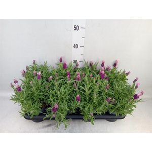 Lavandula stoec. 'Fant Early Pink'