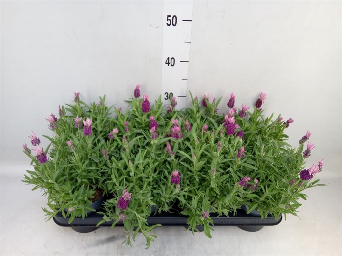 <h4>Lavandula stoec. 'Fant Early Pink'</h4>