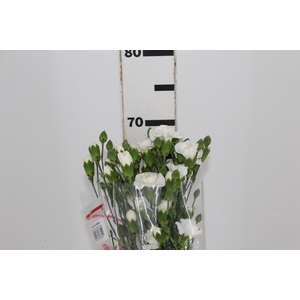 CRAVO SPRAY RAMAYA 070 CM