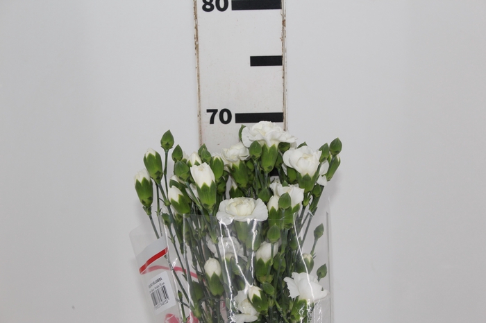 <h4>CRAVO SPRAY RAMAYA 070 CM</h4>
