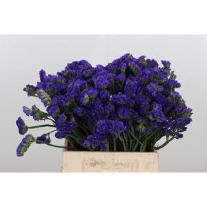 Statice Crystal Dark Blue