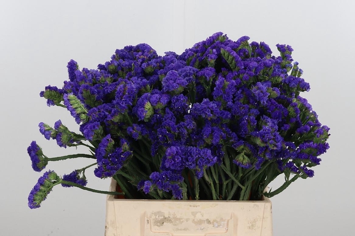 <h4>Statice Crystal Dark Blue</h4>