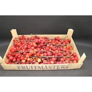 Appel Malus Tak Rood