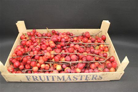 Appel Malus Tak Rood