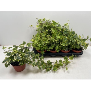 Hedera hibernica Golden Kolibri 13Ø 40cm