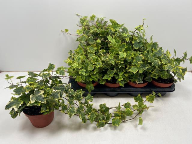 Hedera hibernica Golden Kolibri 13Ø 40cm