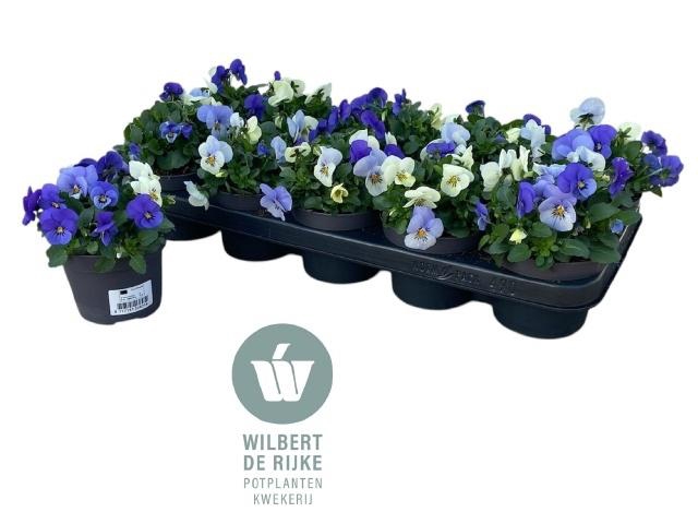 <h4>VIO CO EM MM ATHENE</h4>