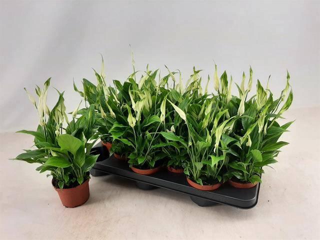 <h4>Spath Chopin</h4>