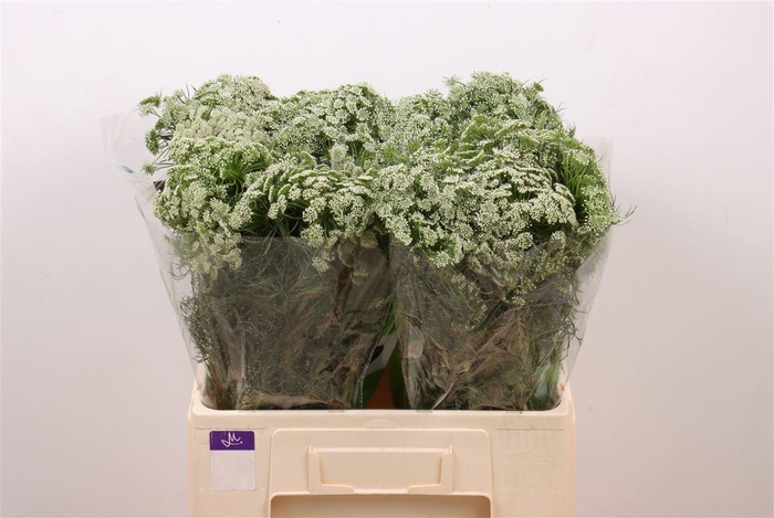 <h4>Ammi Vis Casablanca</h4>