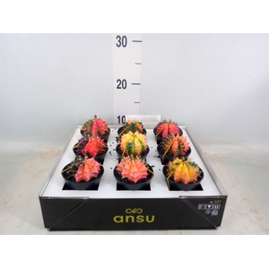 Gymnocalycium mihanov. 'Japan'  mix