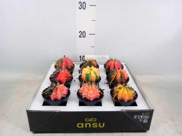 <h4>Gymnocalycium mihanov. 'Japan'  mix</h4>