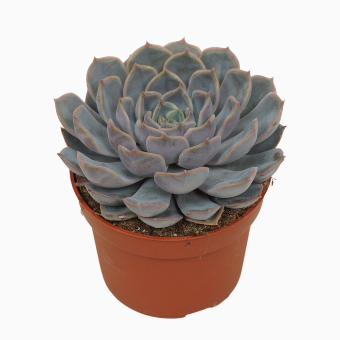 <h4>Echeveria orion 10,5 cm</h4>