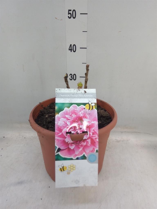 <h4>Paeonia suffruticosa</h4>