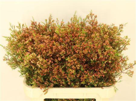 <h4>Chame Un Ariel</h4>