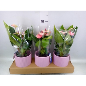 Anthurium andr. 'Lipa Pink Mini'
