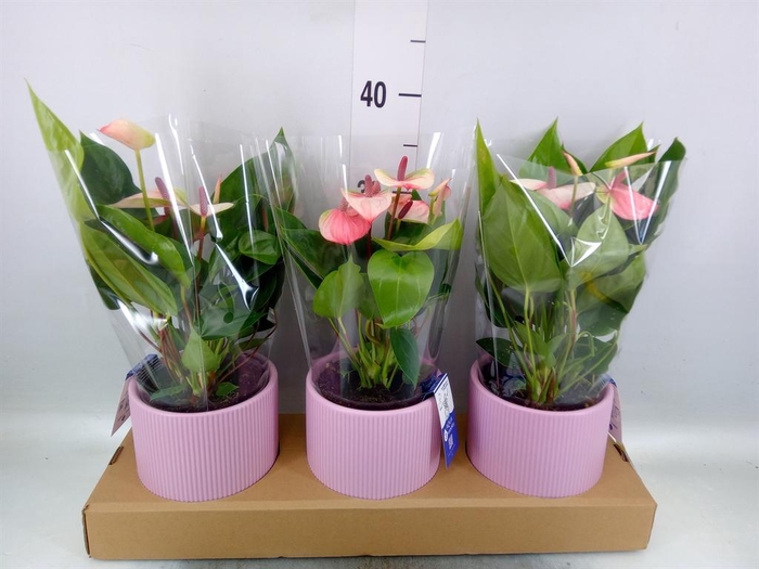 <h4>Anthurium andr. 'Lipa Pink Mini'</h4>