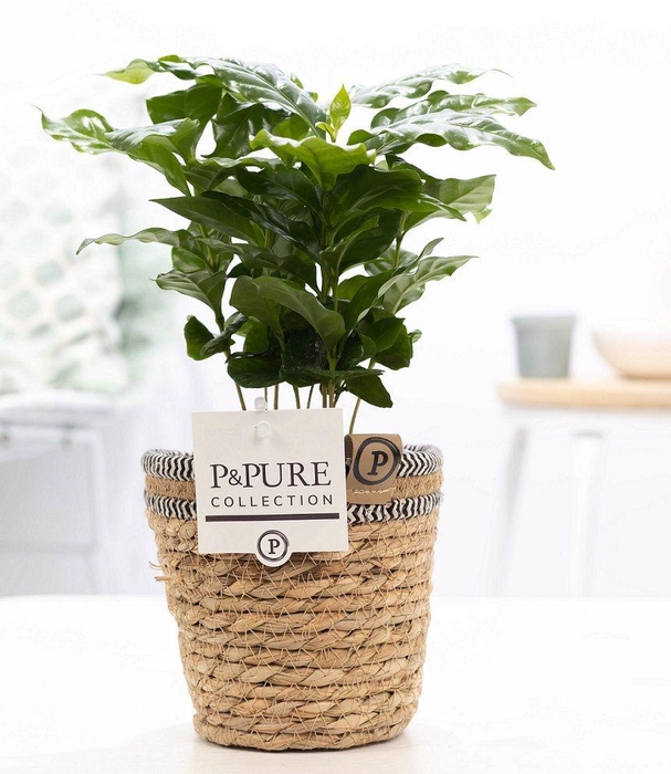 <h4>Coffea Arabica in P&PURE Basket 6</h4>