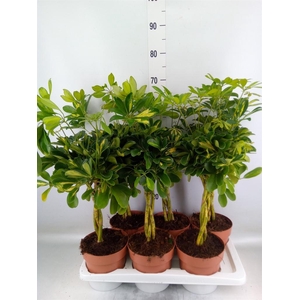 Schefflera arbor. 'Gold Capella'