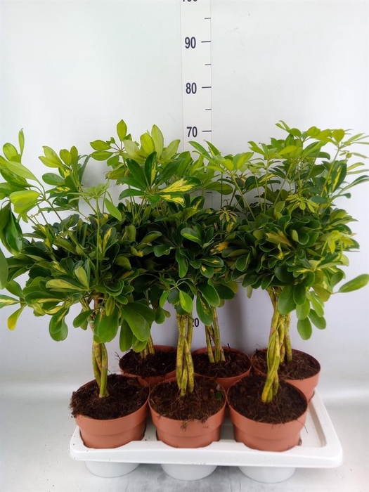 <h4>Schefflera arbor. 'Gold Capella'</h4>