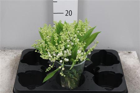 <h4>Convallaria P St</h4>
