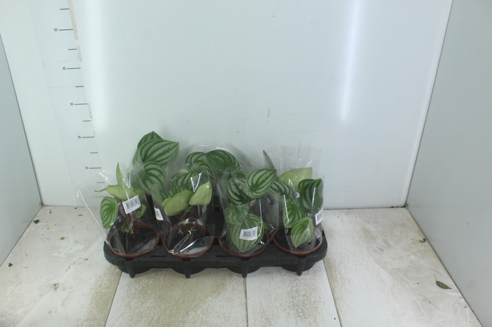 <h4>PEPEROMIA MELANCIA C13</h4>