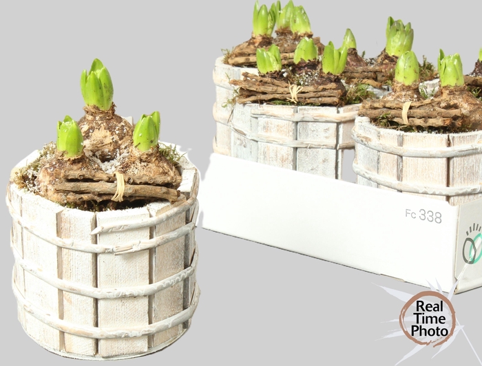 <h4>ARR HYACINTH</h4>