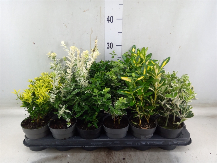 <h4>Euonymus japon.   ...mix</h4>