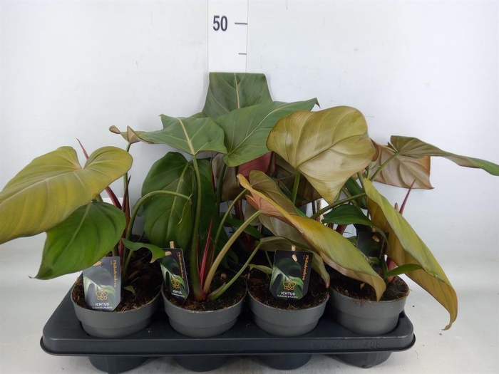 <h4>Philodendron   ...</h4>
