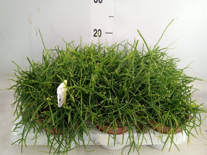 <h4>Rhipsalis cassutha</h4>