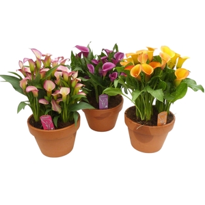 Zantedeschia terracotta kuip met 3 planten